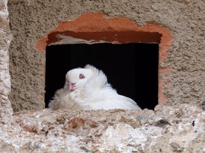 Window pride observe