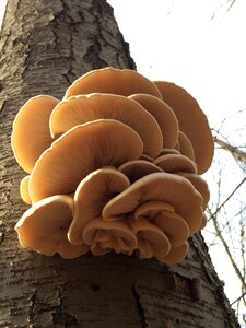 Mushrooms nature