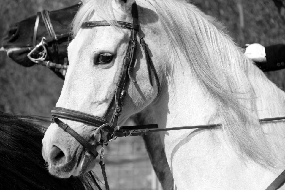 Animal white color horse ride