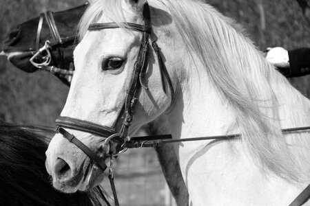 Animal white color horse ride photo