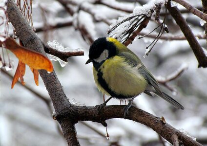 Winter bird big tit photo