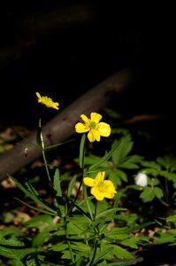 Forest spring nature