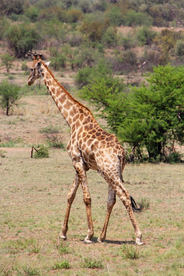 Safaris scenic beautiful