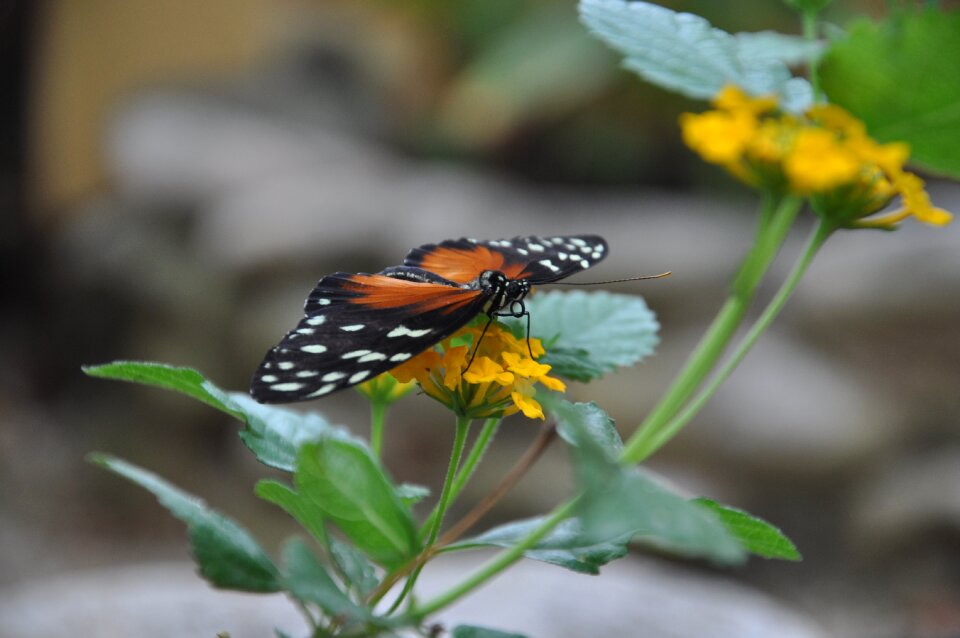 Insect close up garden