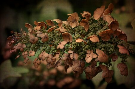 Dead dry plant photo