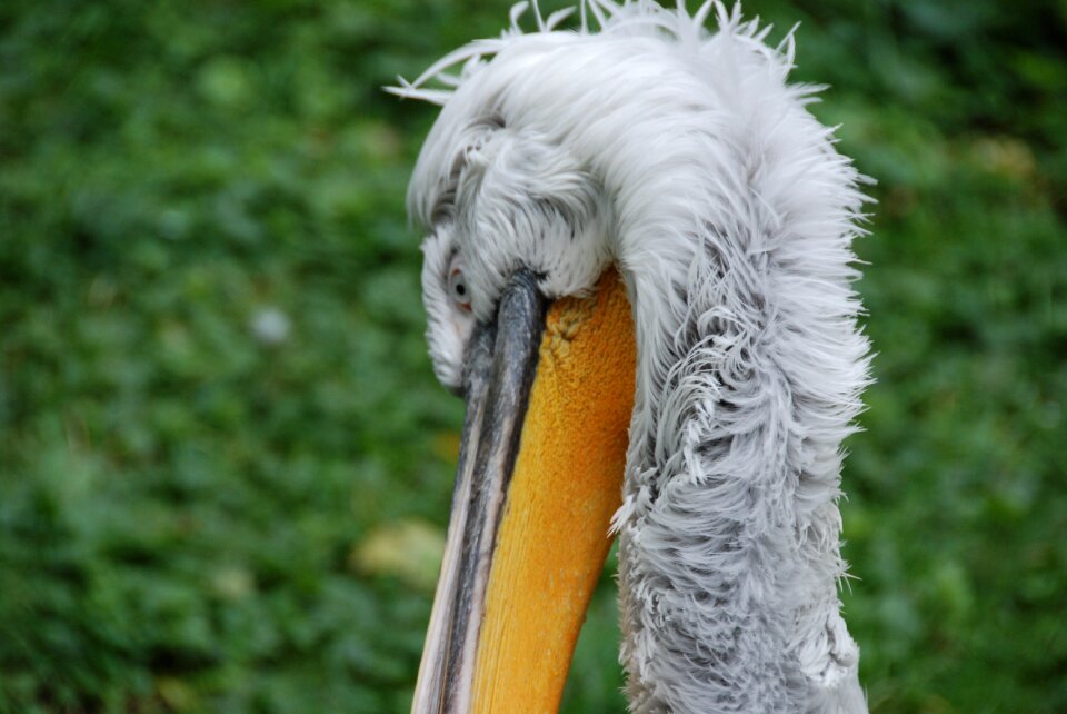 Pelikan bird bill