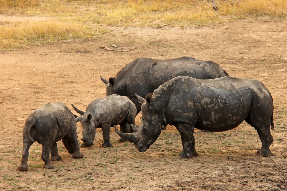 Adventure safaris scenic
