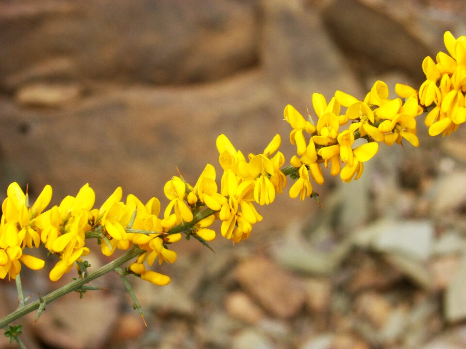 Argelaga florida yellow flower