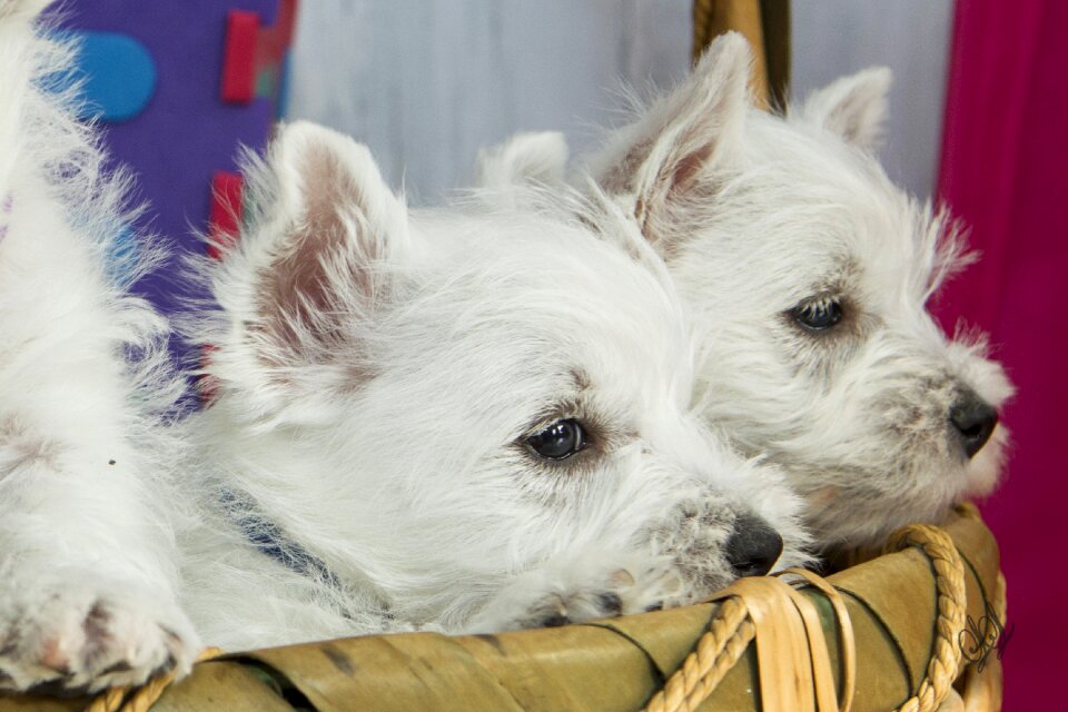 Joeberger dog petit