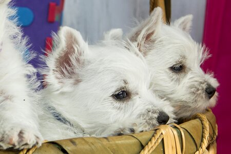 Joeberger dog petit