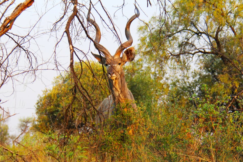 Adventure safaris scenic