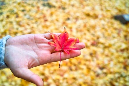 Leaves the leaves red maple leaf