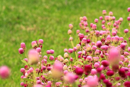 Nature green summer