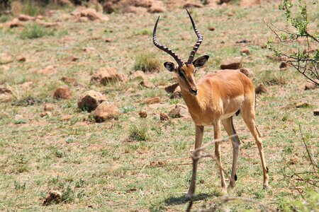 Safaris scenic beautiful