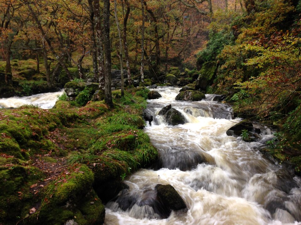 Stream forest flowing