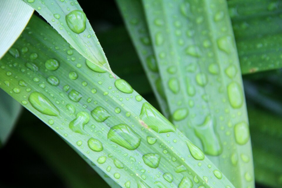 Droplet plant nature