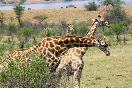 Safaris scenic beautiful
