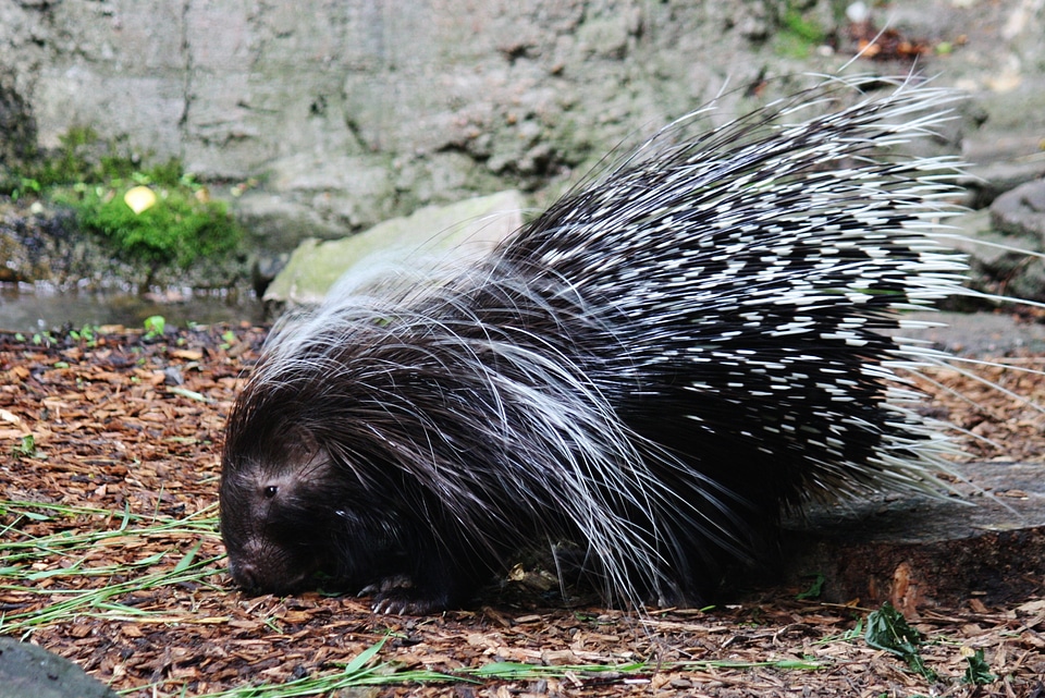 Animal wildlife wild