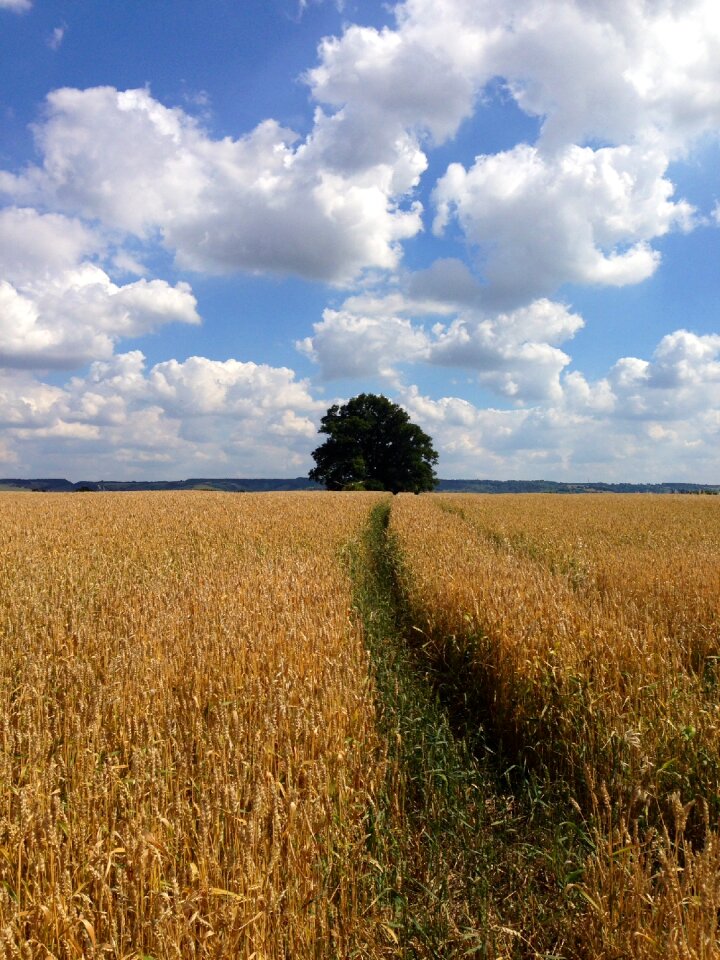 Tree corn field agriculture