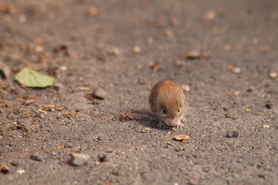 Mouse field mouse animal