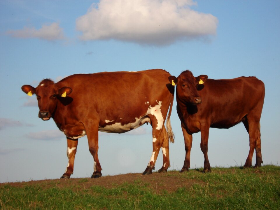 Livestock cattle brown