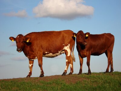 Livestock cattle brown photo