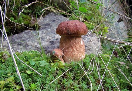 Plants wild mushrooms boletus