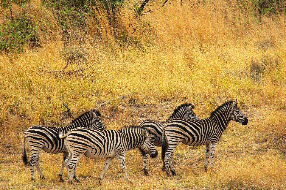 Safaris scenic beautiful