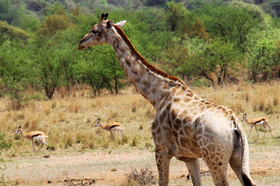 Safaris scenic beautiful