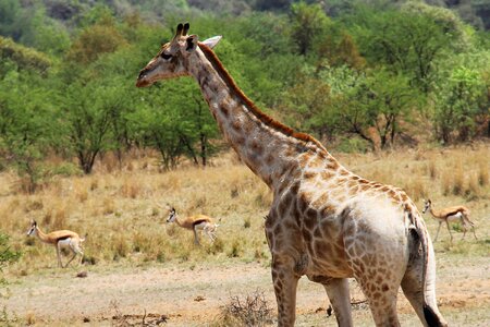Safaris scenic beautiful