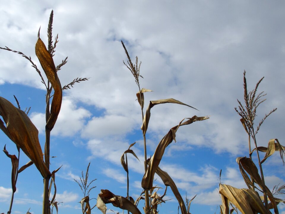 Nature cornfield agriculture