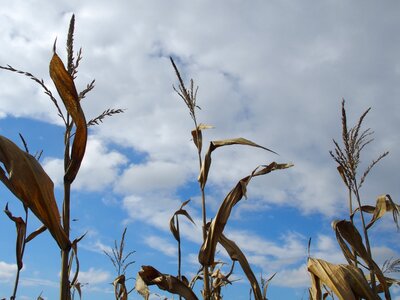 Nature cornfield agriculture