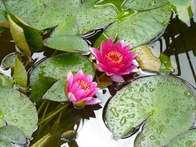 Lake rose lily pond plant