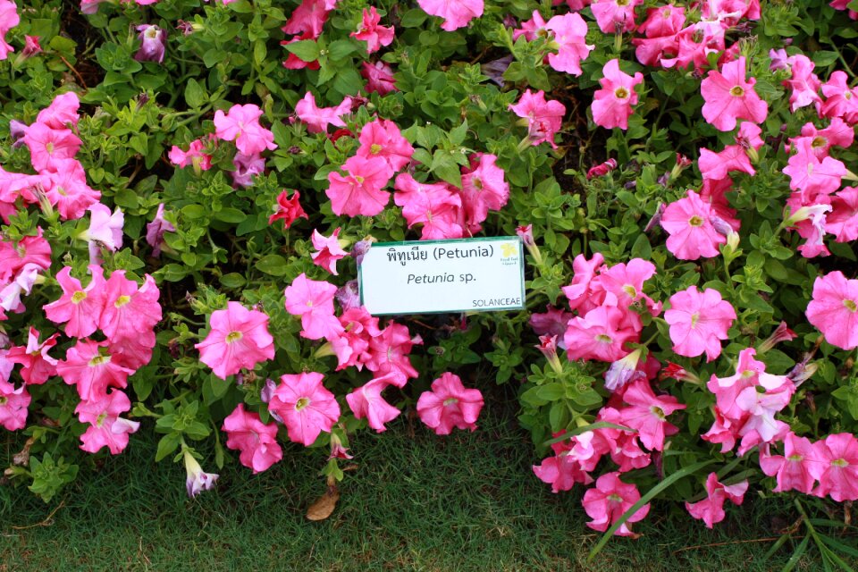 Fresh garden petal pink