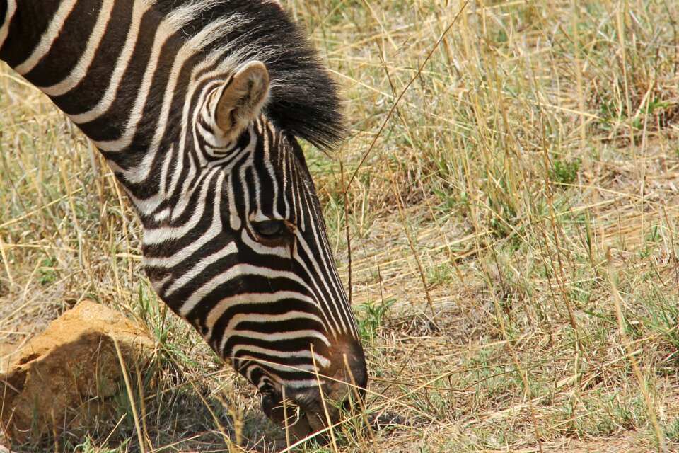 Safaris scenic beautiful