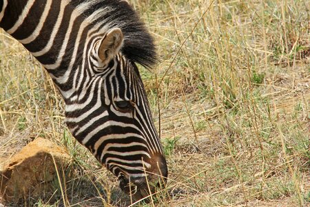 Safaris scenic beautiful