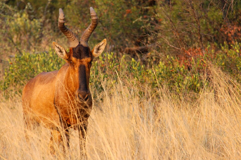 Adventure safaris scenic