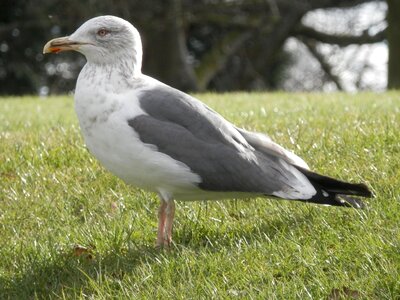 Bird seagull photo