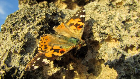 Butterfly macro rock