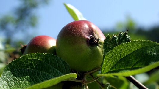 Healthy food tree