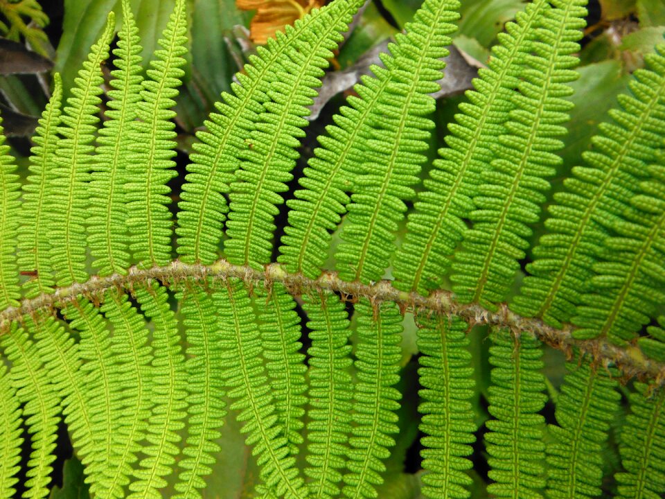 Nature plant environment