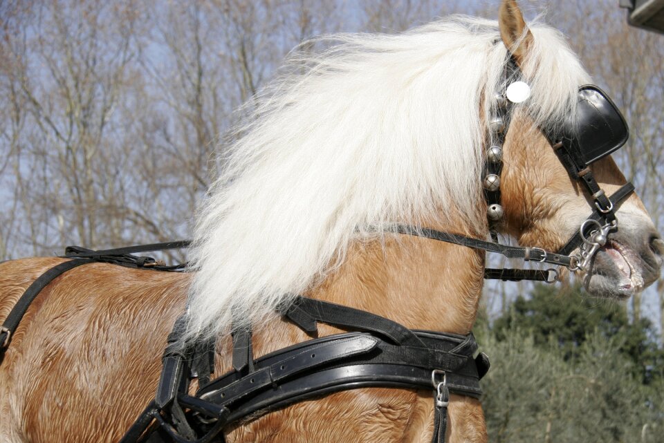Horsehair horse face blond