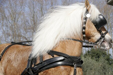 Horsehair horse face blond