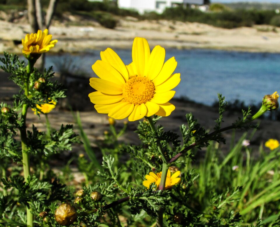 Nature flora yellow