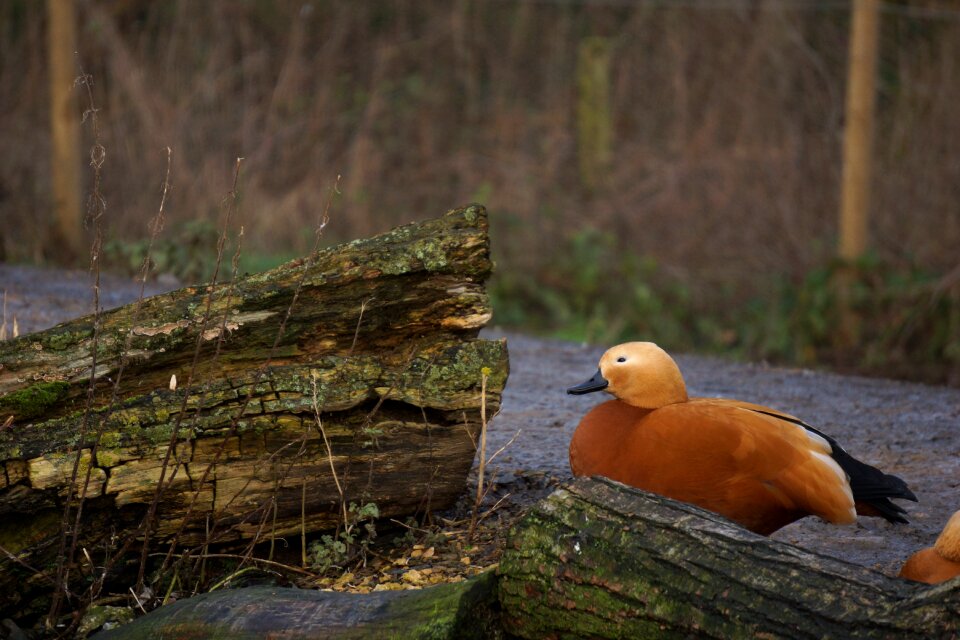 Animal brown forest