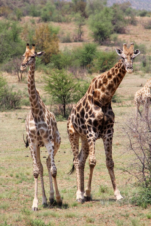 Safaris scenic beautiful