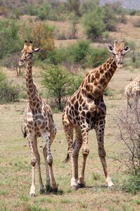 Safaris scenic beautiful