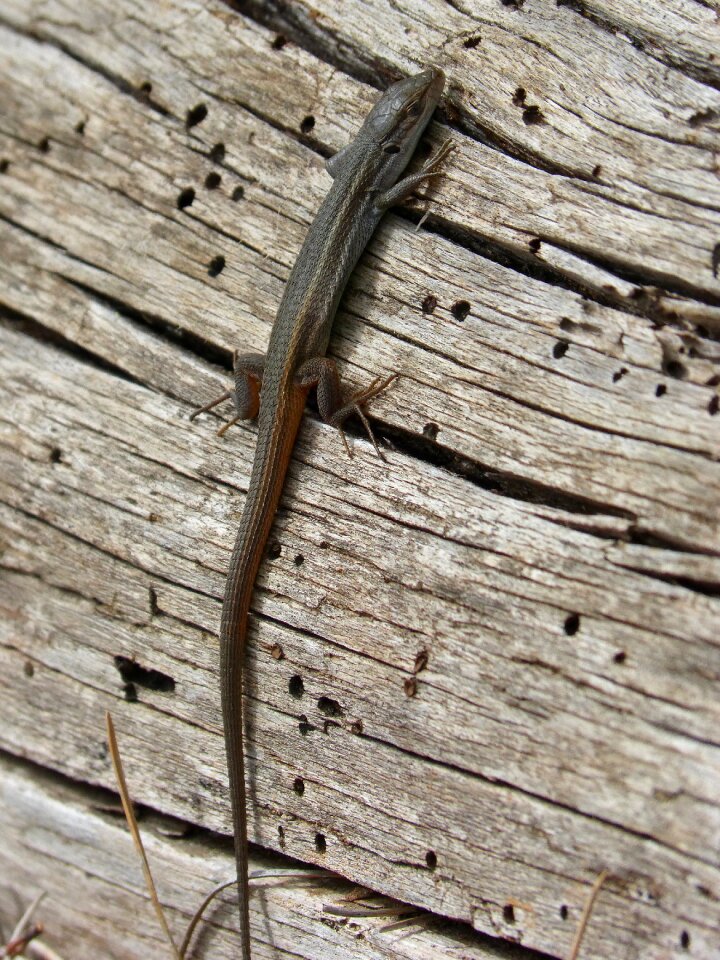 Saurian sargantana reptile