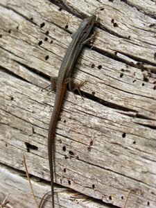 Saurian sargantana reptile