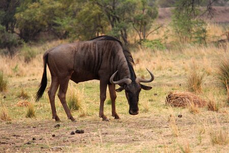 Adventure safaris scenic